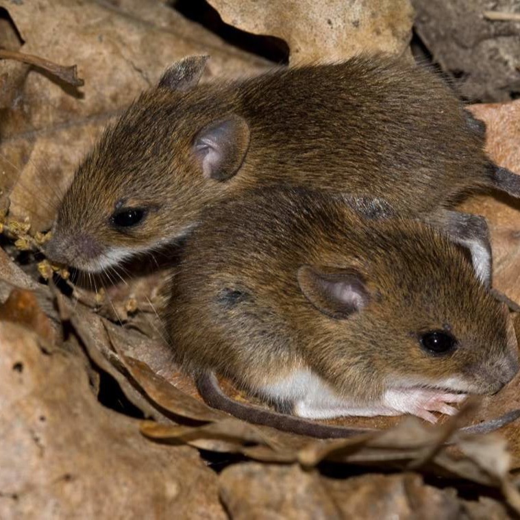 Уничтожения мышей в частном доме в Волжске?