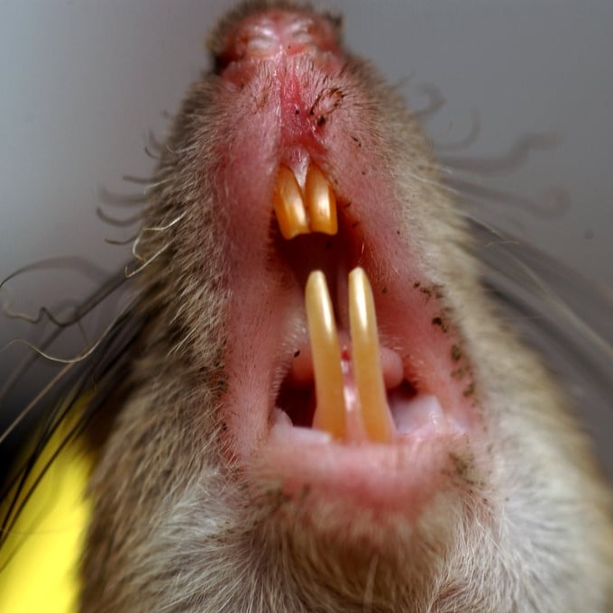 Дератизация крыс в Волжске?